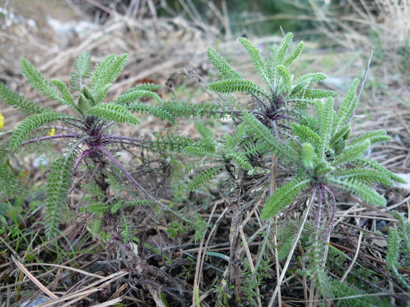 Achillea millefolium sl.